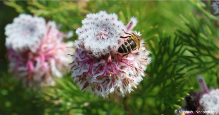 Serruria hirsuta | PlantZAfrica